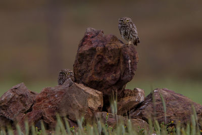 Close-up of owl perching on rock