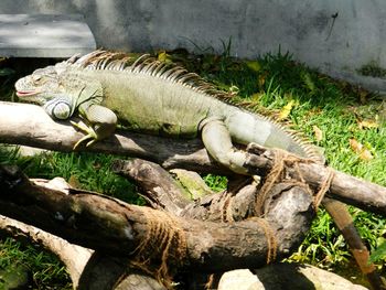 High angle view of lizard on wood