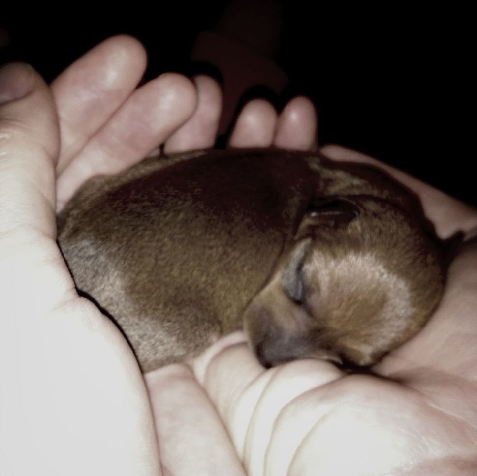 CLOSE-UP OF DOG SLEEPING ON BED