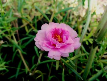 Close-up of pink flowering plant