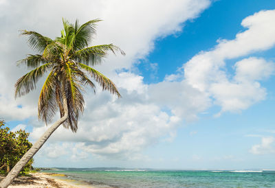 Palm tree by sea against sky