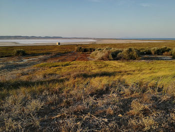 Scenic view of field against clear sky