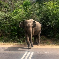 Elephant walking on road