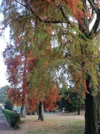 Trees in park during autumn