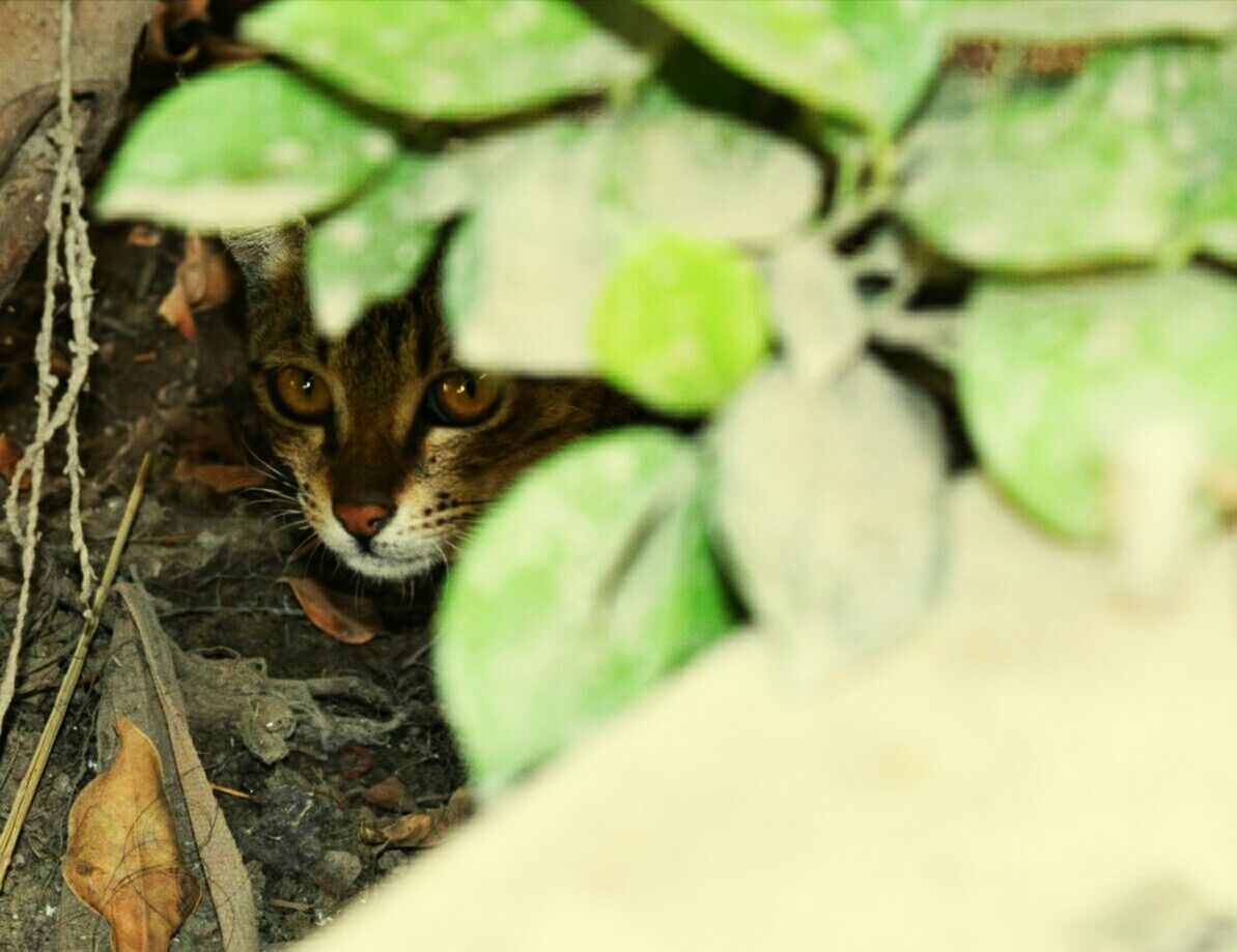 pets, animal themes, domestic cat, domestic animals, cat, one animal, mammal, looking at camera, portrait, feline, whisker, leaf, plant, high angle view, selective focus, no people, day, green color, relaxation, outdoors