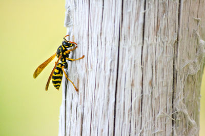 Close-up of wasp on wooden post