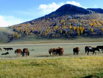 Horses in a field