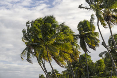 Low angle view of palm tree against sky