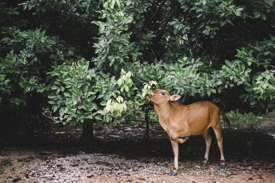 Horse standing in forest