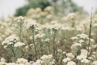 Close-up of plants growing on field during winter