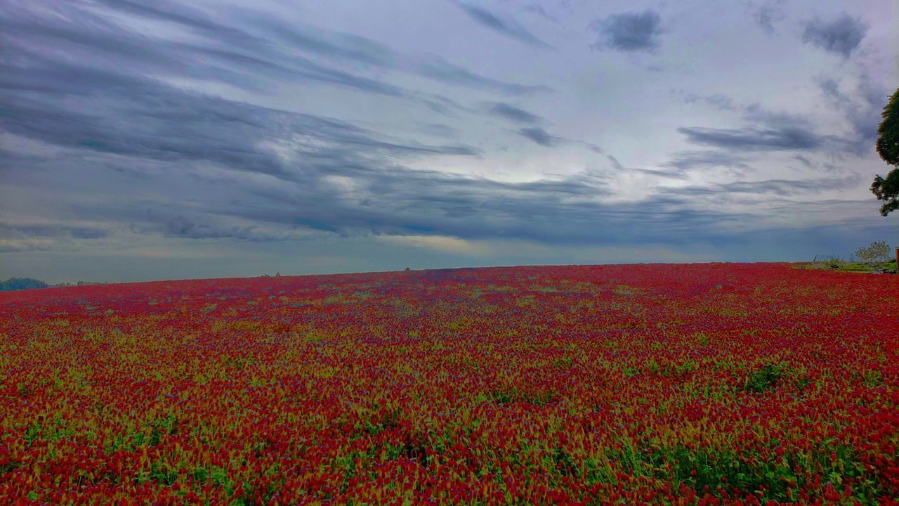 SCENIC VIEW OF RED FLOWER FIELD AGAINST SKY