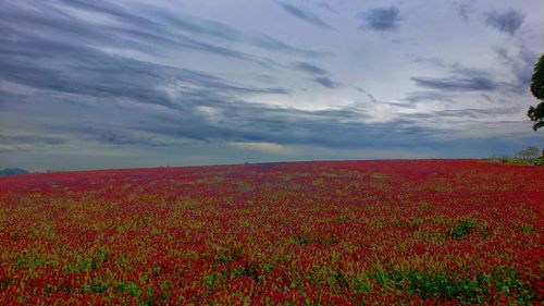 Scenic view of red flowers on field against cloudy sky