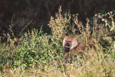 Baboon on field