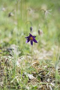 Close-up of purple crocus flowers on field