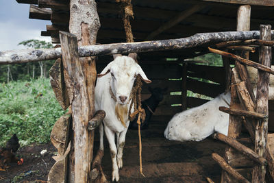 Close up of goat in pen