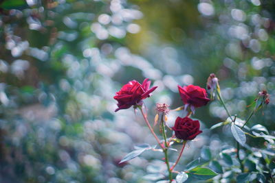 Close-up of red flowering plants