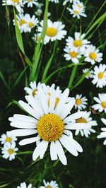 Close-up of white daisy flowers blooming outdoors