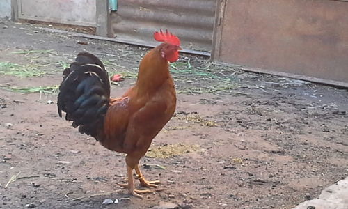 Side view of a rooster