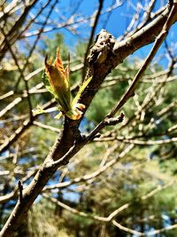 Low angle view of flower buds growing on tree