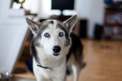 Portrait of dog at home