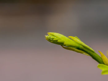 Close-up of green leaf