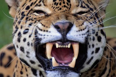 Close-up of jaguar