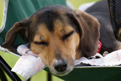 Close-up of a dog resting