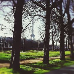 Trees on landscape against sky