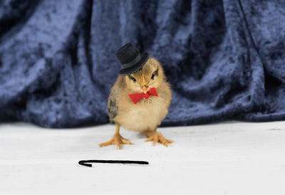 Portrait of chick with bowtie