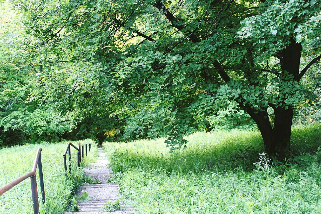 the way forward, tree, grass, tranquility, growth, green color, tranquil scene, nature, footpath, field, beauty in nature, scenics, landscape, diminishing perspective, walkway, fence, pathway, grassy, plant, branch