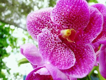 Close-up of pink flower blooming outdoors