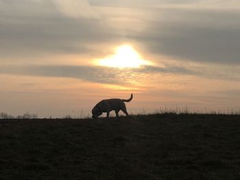 Silhouette horse on field against sky during sunset