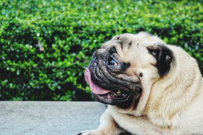 Close-up of a dog