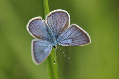 Close-up of insect on leaf