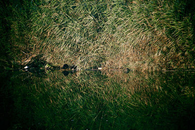 Full frame shot of grass