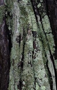 Full frame shot of tree trunk