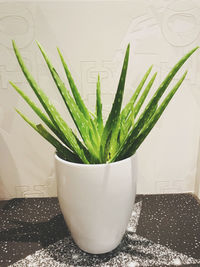 Close-up of potted plant at home