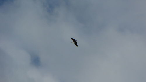 Low angle view of bird flying against sky