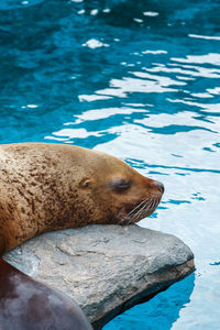 High angle view of seal swimming in sea