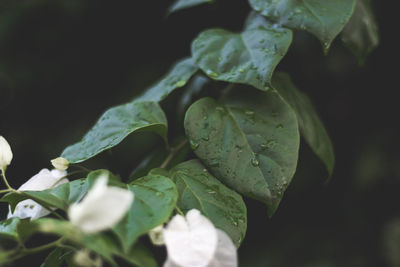 Close-up of water drops on leaves