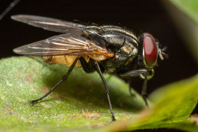 Close-up of fly on leaf