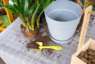 Close-up of potted plant