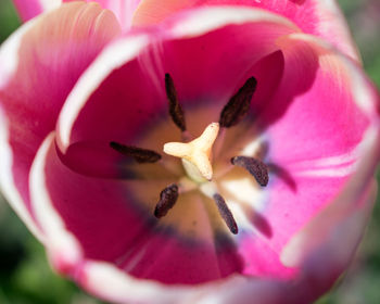 Interior of pink tulip corolla