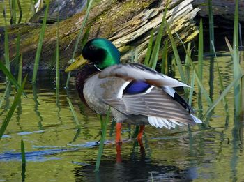 Duck on a lake