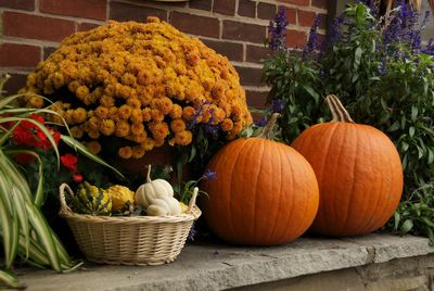 Close-up of pumpkins in basket