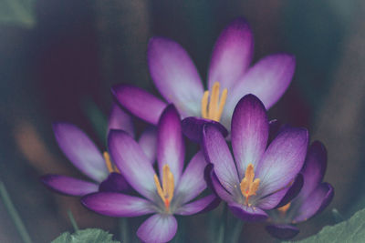 Close-up of purple flower