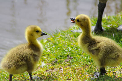  goslings on grass by lake 