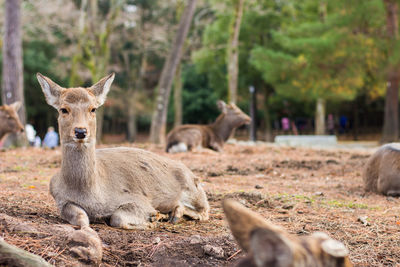 Portrait of cats on field in zoo
