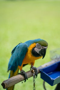 Close-up of parrot perching on wood