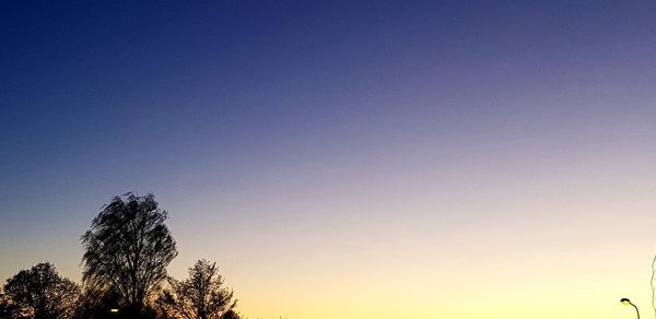 Low angle view of trees against clear sky